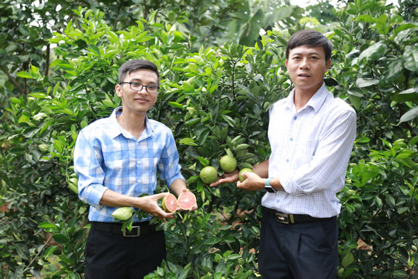 Khởi nghiệp thành công với cam ruột đỏ